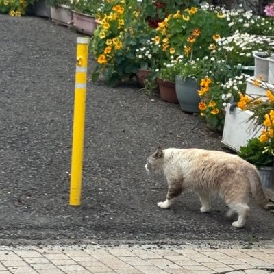 pyn70XG6NH84078's profile picture. 