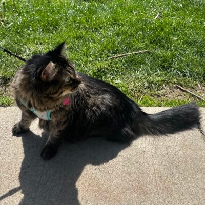 cheeniparatha's profile picture. 