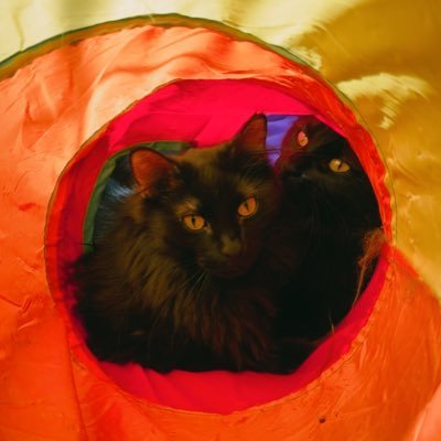 BasilandAioli's profile picture. 2 boi black soot spriet babbies . sistor is @missbitchbootsy