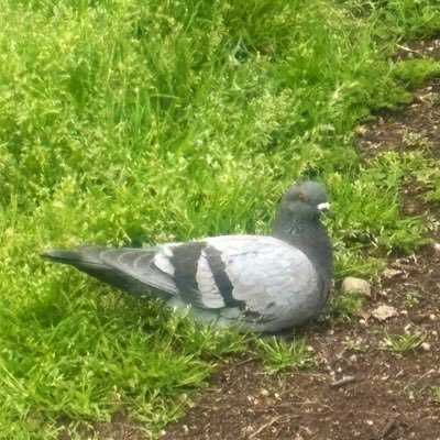 天井さんのプロフィール画像