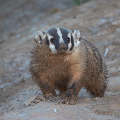 Mammalogy, rodents, mustelidae, evolution, systematics, biogeography, Chihuahuan Desert, Sierra Madre Occidental, Sky Islands