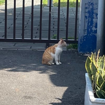 banxiamao's profile picture. 何もない