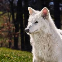 LOBO-TERRIVEL🇧🇷🏴☠️ (@buaiz3buaiz) 's Twitter Profile