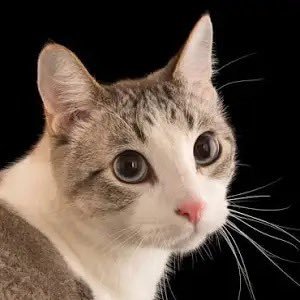 オーディオが好きだったり猫だったり🤭🫶 好きイヤホンSLIIVO SLT6 TRN JAWS & Conch 好きヘッドフォンAKG K712 PROリケC200 SONY MDR-MV1 オーディオも脱脂して両面導電性でアルミテープチューンしちゃうネコ🐈..🍀🕊️ バウンティラッシュ0.5周からの古参✌🏻