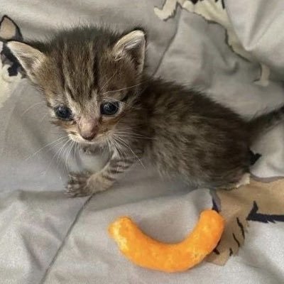 hsuhan_x's profile picture. 肌肉小鼠爱荔荔( ๑ ᴖ ᴈ ᴖ)ᴖ ᴑ ᴖ๑)