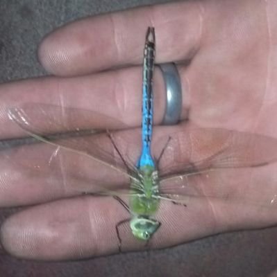 STEVES15099494's profile picture. 