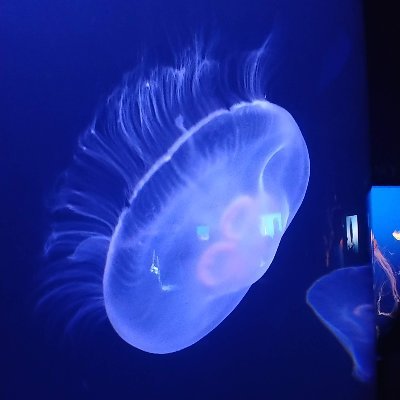 scootsbe's profile picture. 