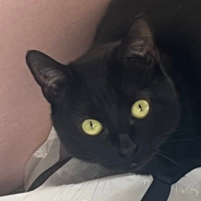 Thereddarling1's profile picture. 