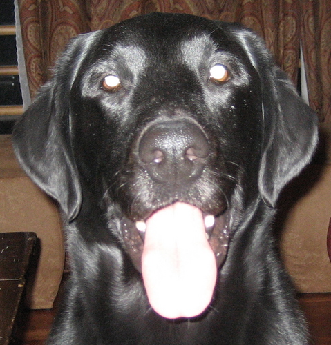 I'm Rummy. I'm a black lab. My owners divorced. I'm obsessed with tennis balls. I love swimming in the lake. I also love chasing my tail.