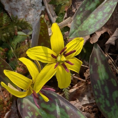 TheScotian91's profile picture. ?