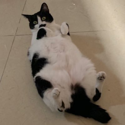 wanderingSJ's profile picture. Cat Lover. Equality and Justice for All. Chick-Fil-A Enthusiast