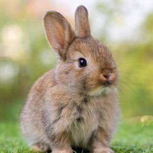 VerySluttyBunny's profile picture. 18 and very horny :3