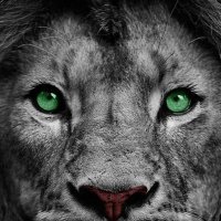 ★彡الـهِـيـبـة الـسّـاكِـنـة彡★ (@ayywwcww) Twitter profile photo