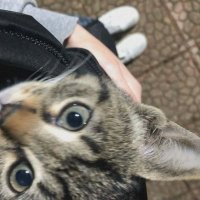 PinkPistachio ❤️ (@apsypouchakiyaa) 's Twitter Profile