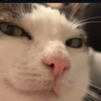 Yusif (@yuservv) 's Twitter Profile