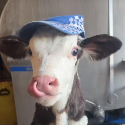 Taco Bull 🐂 iFC Profile