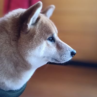 0bNWWE8HNylx1l6's profile picture. 皆さんの上手な写真に感心しながら、自分もスマホ📱で素人写真を撮る💦💦

最近短歌を勉強中😅

純烈楽しい💜❤️💚
リーダー💜と友達になりたい😆