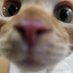 bee ๐ (@beedlecat) Twitter profile photo bee ๐ (@beedlecat) Twitter profile photo