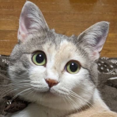 動物大好き…🐈⬛お歌も大好き🎶歌うのも大好き🎵よろしくお願いします。
🌈L'Arc~en~Ciel🌈VAMPS
🦇HYDE⚰️黒夢🦋清春🦋🍒YASU🍒UVERworld🌏バラードが好き️🩵NANAが好き🍓……(❀ᴗ͈ˬᴗ͈)໒꒱🩵🌈