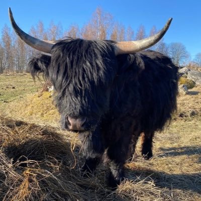 i own a king sized mattress | highland cow 🐮 | 20 | they | 🇺🇸🇲🇽 | hellooo @xdani2k 💛😸