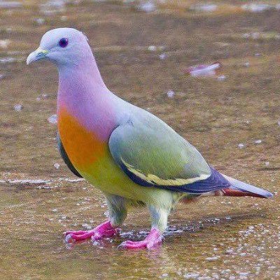 Formerly named Queer/Political Behavior Analyst. No real direction on tweets. Off and on the app.