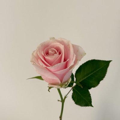 1xq0__'s profile picture. اللهم اني استودعتك حلمي ، رغم الصعاب ، رغم العقبات ، يارب انه بين يديك ، وانك على تحقيقه لقادر ، فبشرني بما انتظره يا مبشر الصابرين🕊❤️