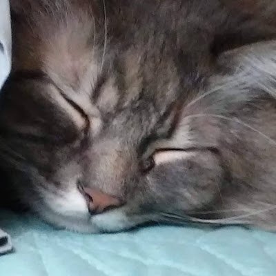 BradleySun51621's profile picture. 