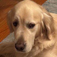 moofv (@moofv_) 's Twitter Profile