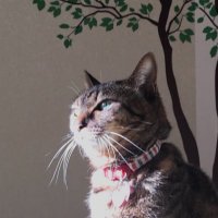 KEI.H (@kei_hosyu) 's Twitter Profile