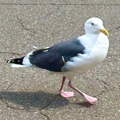 くくるさんのプロフィール画像