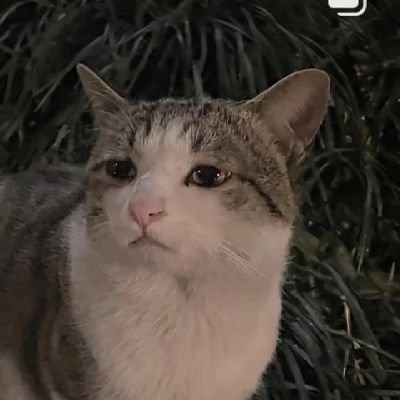 TheAntMahn's profile picture. Instrument of Surrender