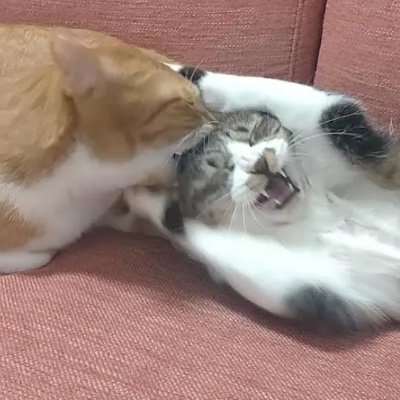 26_suzuki's profile picture. 頭を噛まれた猫(無修正ver)