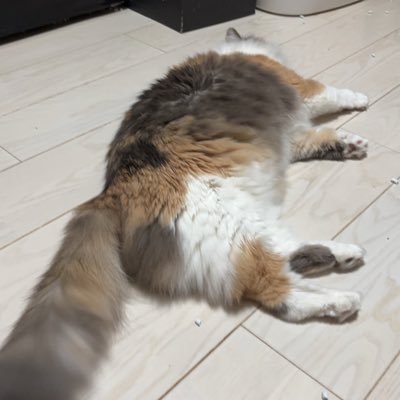 hotahotahottan's profile picture. 「四十而不惑」は、無理だった。 五十歳になればまた変わるのだろうか。無理だな。何の変哲も面白みもないほたか。常に清光を愛でているダメ審神者。曦澄眺めて寿命を延ばしてる。娘（猫）らぶ。ひたすら親バカ。結構な気分屋。ストレス耐性は全くない。たまにｺｽしたくなる。作るものは大体一点物。時折封神幻水フィーバーする。