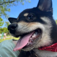 あずきの日常 (@azukinoaka1217) Twitter profile photo