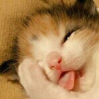 猫さんは液体ヾ(*´∀`*)ノ (@nekojita_kaiwai) 's Twitter Profile Photo 猫さんは液体ヾ(*´∀`*)ノ (@nekojita_kaiwai) 's Twitter Profile Photo