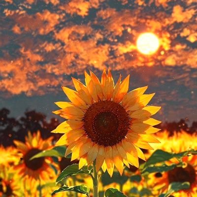 andara1996's profile picture. Sekarang jadi zombie ☠️