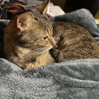 Muelaさんのプロフィール画像