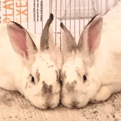 志摩🐇、由良🐇、伊豆🐇◆NewZealandMixの三つ子(避妊去勢手術・ワクチン済)◆2024/1/24生◆6月保護◆10/27志摩&由良お迎え◆(トライアル2025/5/17〜)6/13伊豆お迎え◆お世話係👤:ゲーマー系オタク🎮◆みんなのお姉さん→紀伊🐰【@q10key】