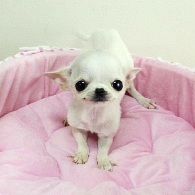 modv3nilla's profile picture. 