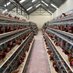 poultrysolutions (@poultrysolutns) Twitter profile photo poultrysolutions (@poultrysolutns) Twitter profile photo