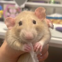 ろろろ (@prrrrrrrr____) 's Twitter Profile