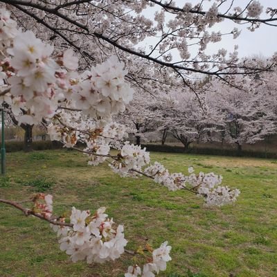 Mr_Gigio81's profile picture. Semplice.Per chi crede nelle favole