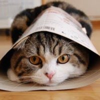 ねこねこねこすけ (@dw690383) 's Twitter Profile