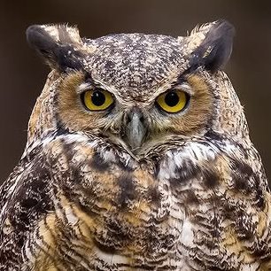 StefanoTheEvil's profile picture. 