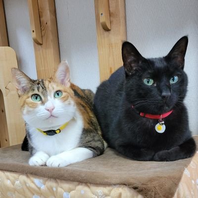 sen0713's profile picture. まおめおのパパ(゜口゜)/

黒猫まおたろーさん、
縞三毛めおひめ、
2016/06/01産まれの兄妹、
京都産まれ神戸の辺境育ち