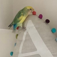 KUMI (@blue218side) 's Twitter Profile