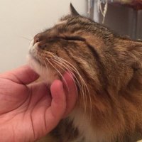 andando (@andando) 's Twitter Profile