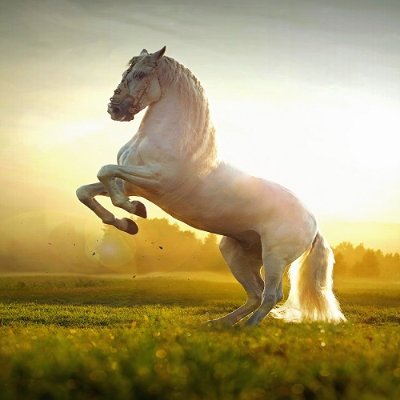 balajis26693387's profile picture. 