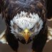 Murat (@murat_kartal35) Twitter profile photo Murat (@murat_kartal35) Twitter profile photo