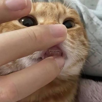 shpshp00's profile picture. 